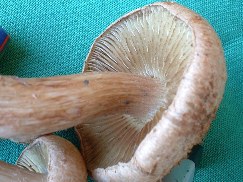 Inocybe bongardii